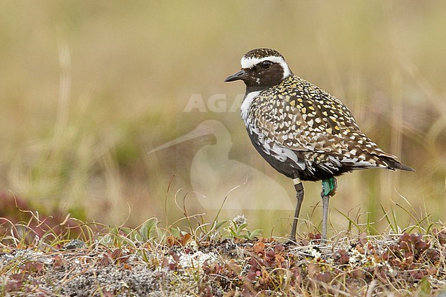 Pacific Golden Plover (Pluvialis fulva)  perched on the tundra in Nome, Alaska. stock-image by Agami/Glenn Bartley,