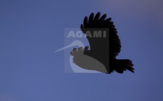 Silhouette of flying adult Tawny Owl (Strix aluco) at Lyngby, Denmark stock-image by Agami/Helge Sorensen,