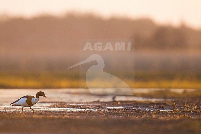 Common Shelduck - Brandgans - Tadorna tadorna, Germany (Schleswig-Holstein), adult, female stock-image by Agami/Ralph Martin,