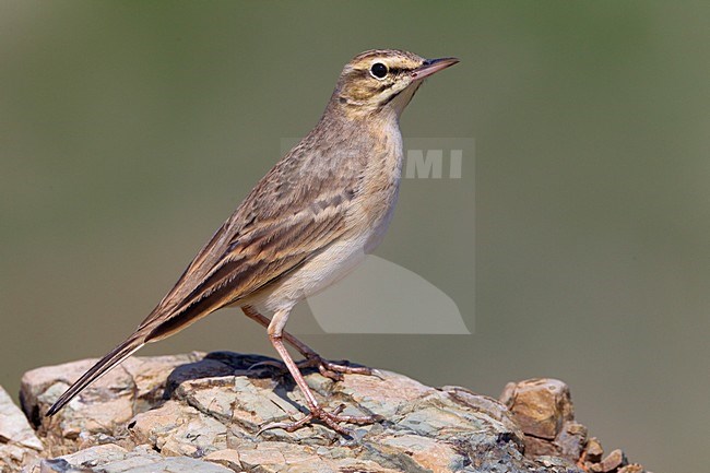 Duinpieper zittend op een steen; Tawny Pipit perched on a rock stock-image by Agami/Daniele Occhiato,