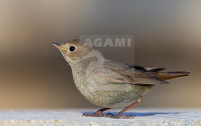 Thrush Nightingale Israel, April 2009 stock-image by Agami/Tomi Muukkonen,