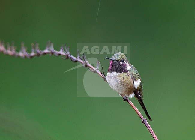 Amethistboself zittend op takje, Amethyst Woodstar perched on small branch stock-image by Agami/Roy de Haas,