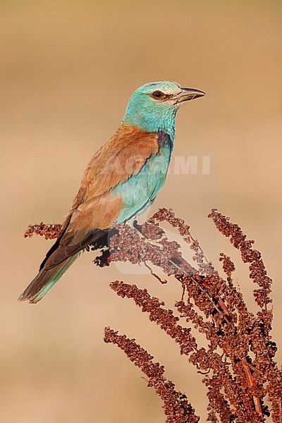 European Roller (Coracias garrulus), side view of an adult female perched on a Rumex crispus, Campania, Italy stock-image by Agami/Saverio Gatto,