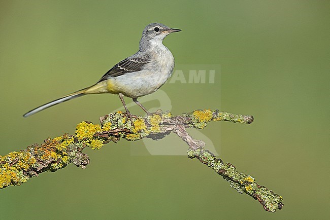 Grey Wagtail, Grote Gele Kwikstaarta stock-image by Agami/Alain Ghignone,