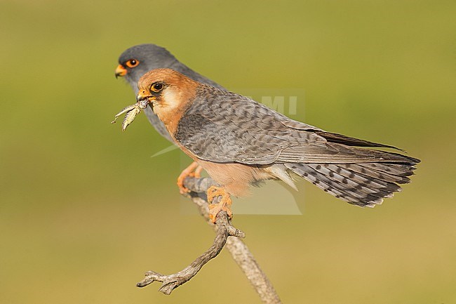 Pair (male and female) Red-footed Falcons (Falco vespertinus) stock-image by Agami/Alain Ghignone,