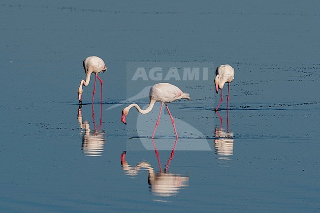 Greater flamingos, Phoenicopterus roseus, feeding in the Lake Ndutu. Ndutu, Ngorongoro Conservation Area, Tanzania. stock-image by Agami/Sergio Pitamitz,