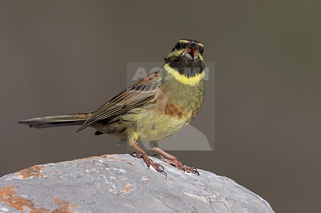 Zingende Cirlgors; Cirl Bunting singing stock-image by Agami/Daniele Occhiato,