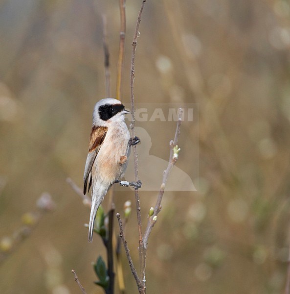 Buidelmees zittend op takje in moeras; Penduline Tit perched on twig in marsh stock-image by Agami/Marc Guyt,