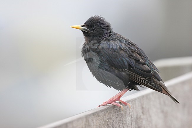 Spreeuw zittend op een hek; Common Starling perched on a fench stock-image by Agami/Chris van Rijswijk,