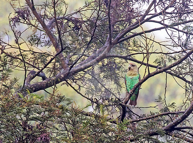 Cape Parrot (Poicephalus robustus) in South Africa. stock-image by Agami/Pete Morris,