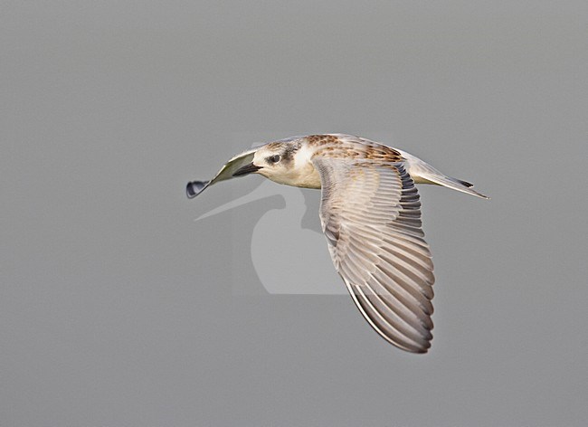 Whiskered Tern juvenile flying, Witwangstern juveniel vliegend stock-image by Agami/Markus Varesvuo,