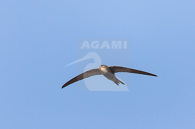 Pacific Swift - Pazifiksegler - Apus pacificus ssp. pacificus, Russia, adult stock-image by Agami/Ralph Martin,