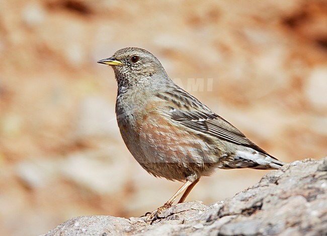 Alpenheggemus foeragerend boven de boomgrens; Alpine Accentor foraging above tree line stock-image by Agami/Markus Varesvuo,