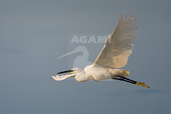 Kleine Zilverreiger in de vlucht; Little Egret in flight stock-image by Agami/Daniele Occhiato,