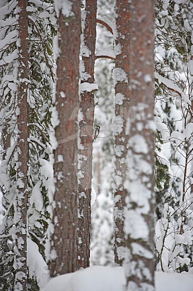 Great Spotted Woodpecker climbing tree in winter; Grote bonte Specht tegen boom klimmend in de winter stock-image by Agami/Markus Varesvuo,