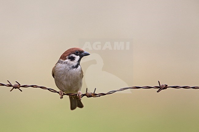 Ringmus op prikkeldraad;  Eurasian Tree Sparrow on barbed wire stock-image by Agami/Rob Olivier,