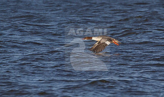 Volwassen vrouwtje Grote Zaagbek, Goosander stock-image by Agami/Karel Mauer,