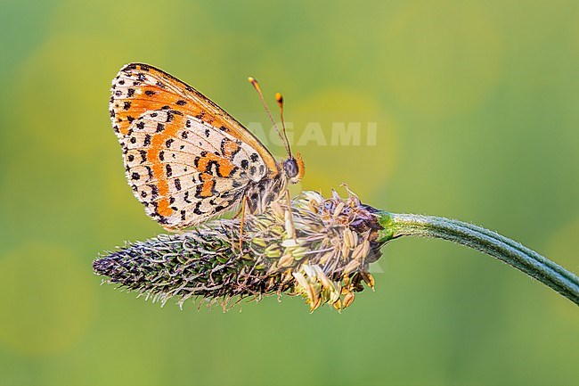 Side view of a Spotted Fritillary  sits on a Larval foodplant Plantago lanceolata stock-image by Agami/Onno Wildschut,