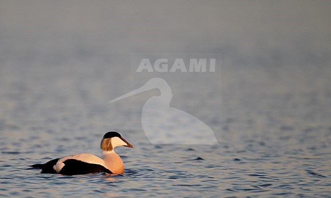 Zwemmend adult mannetje Eider; Adult male Common Eider swimming stock-image by Agami/Markus Varesvuo,