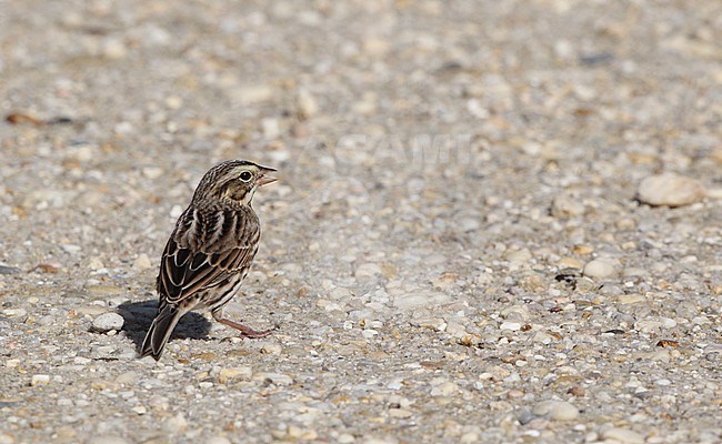 Savannah Sparrow (Passerculus sandwichensis savanna), walking on ground at Cape May, New Jersey, USA stock-image by Agami/Helge Sorensen,