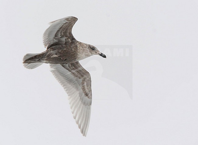 First-winter Glaucous-winged Gull (Larus glaucescens) wintering in harbour of Hokkaido, Japan. In flight against a white sky as background. stock-image by Agami/Dani Lopez-Velasco,