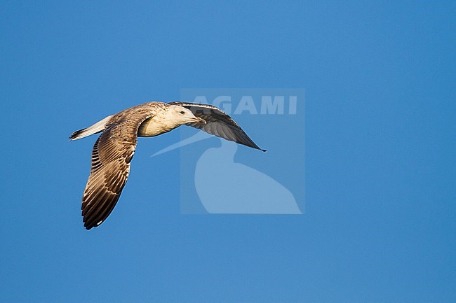 Pontische Meeuw, Caspian Gull, Larus cachinnans, Switzerland, 2nd S stock-image by Agami/Ralph Martin,