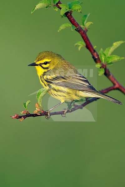 Adult male
Muskingum Co., OH
May 2007 stock-image by Agami/Brian E Small,