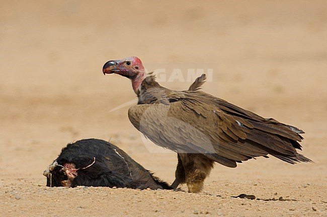 Volwassen Oorgier etend van kadaver; Adult Lappet-faced Vulture eating from dead animal stock-image by Agami/Daniele Occhiato,