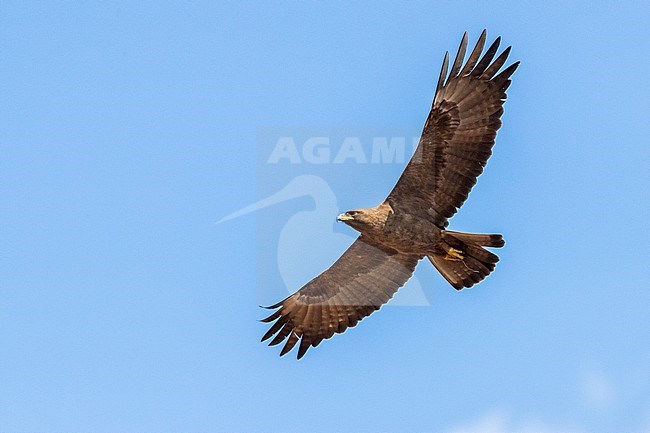 Wahlberg's Eagle (Hieraaetus wahlbergi), brown morph individual in flight seen from below, Mpumalanga, South Africa stock-image by Agami/Saverio Gatto,