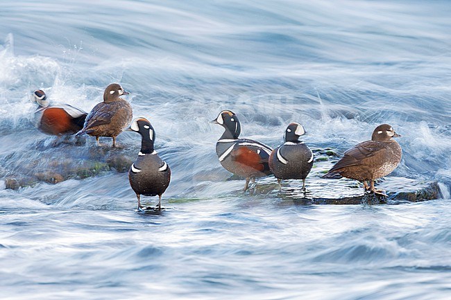 Harlequin Duck (Histrionicus histrionicus), a small flock resting on some rocks, Northeastern Region, Iceland stock-image by Agami/Saverio Gatto,