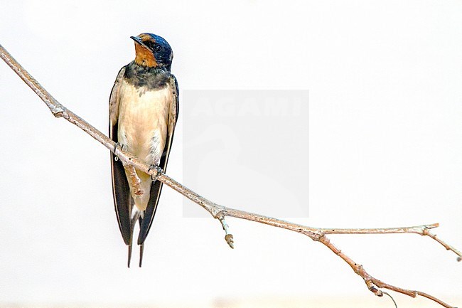 Boerenzwaluw, Barn Swallow stock-image by Agami/Menno van Duijn,