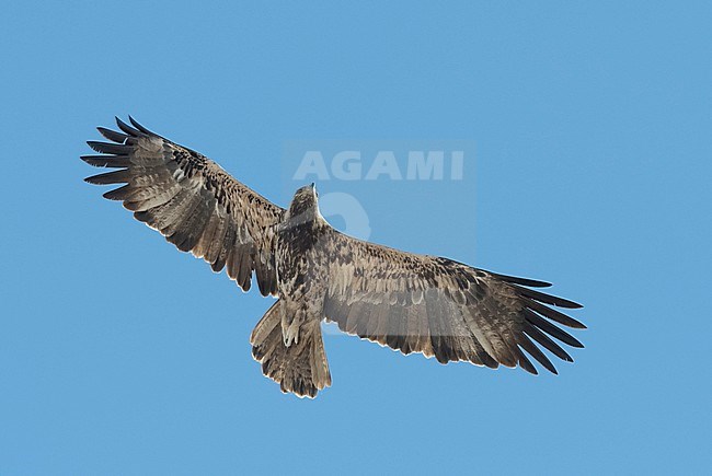 Subadult Eastern Imperial Eagle (Aquila heliaca) in flight, view below. Oman stock-image by Agami/Markku Rantala,