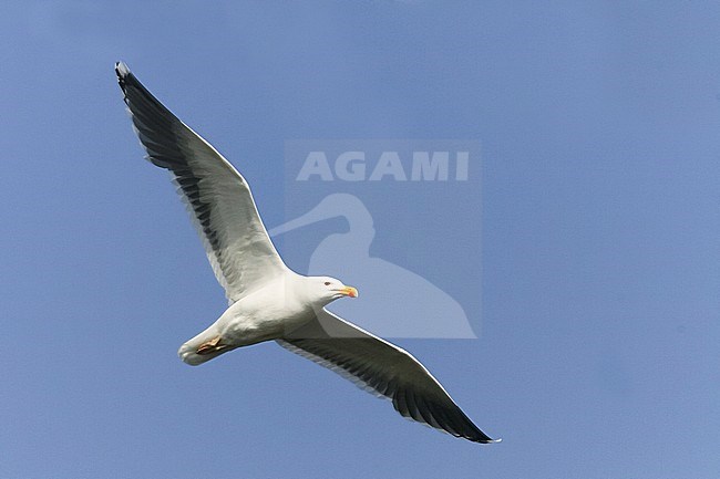 Great Black-backed Gull - Mantelmöwe - Larus marinus, Germany, adult stock-image by Agami/Ralph Martin,