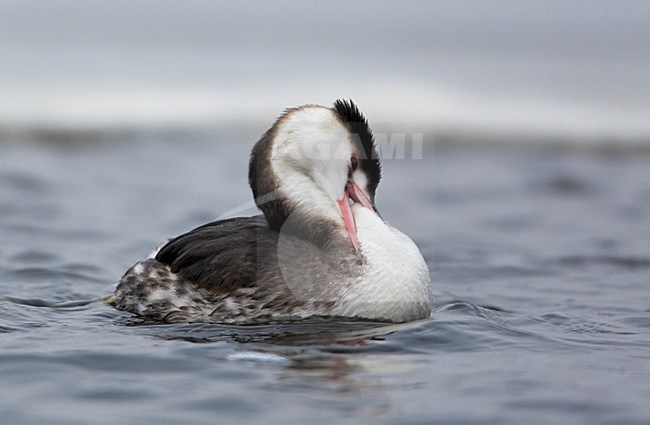 Fuut in winterkleed; Great Crested Grebe in winter plumage stock-image by Agami/Markus Varesvuo,