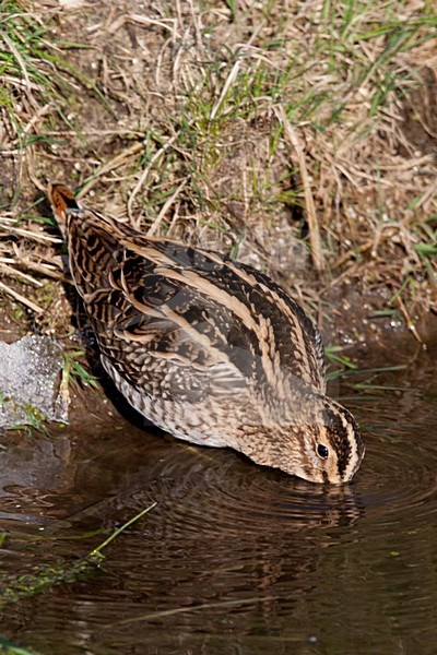 Watersnip in slootkant; Common Snipe in side of ditch stock-image by Agami/Arnold Meijer,