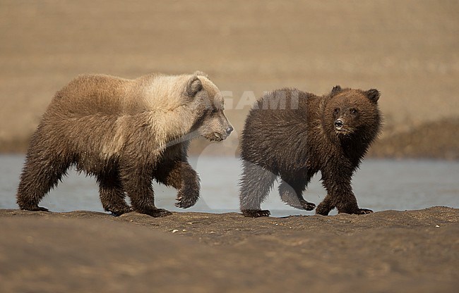 Two cubs of the Grizzly Bear (Ursus arctos) in North America stock-image by Agami/Danny Green,