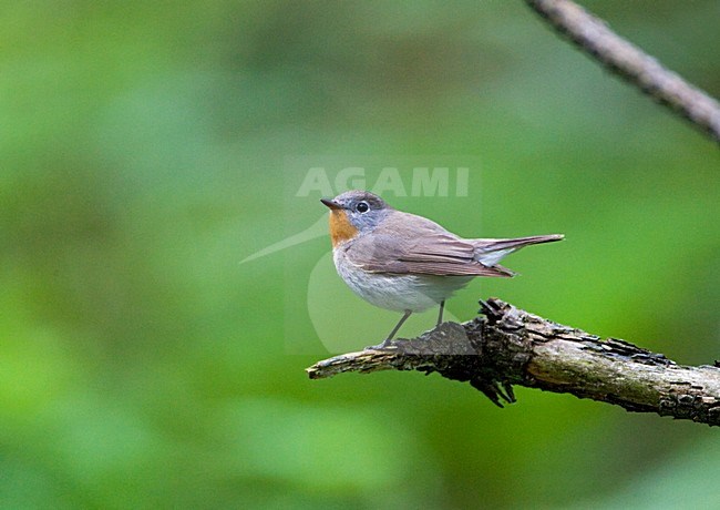 Red-breasted Flycatcher perched stock-image by Agami/Marc Guyt,