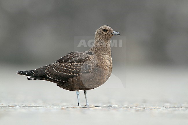 Juveniele Kleine Jager; Juvenile Parasitic Jaeger stock-image by Agami/Karel Mauer,