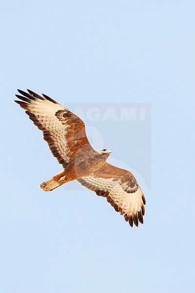 Dark rufous form Steppe Buzzard (Buteo buteo vulpinus) on migration over the Eilat Mountains, near Eilat, Israel stock-image by Agami/Marc Guyt,