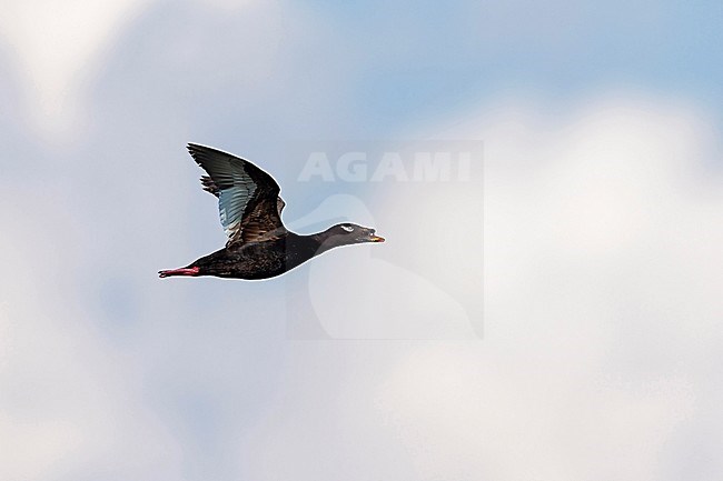 Adult male Asian White-winged Scoter (Melanitta stejnegeri) in flight in Mongolia. Also known as Stejneger's Scoter. stock-image by Agami/Mathias Putze,