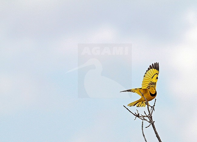 Golden pipit (Tmetothylacus tenellus) displaying stock-image by Agami/Pete Morris,