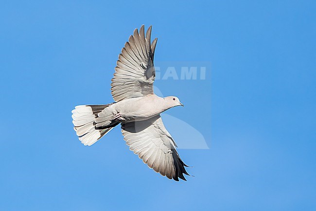 Adult
Santa Barbara Co., CA
November 2022 stock-image by Agami/Brian E Small,