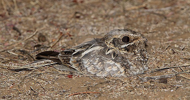 Indian Nightjar, Caprimulgus asiaticus, resting on the ground in northern India. stock-image by Agami/James Eaton,