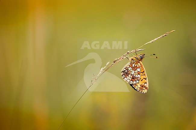 Zilveren Maan, Small Pearl-bordered Fritillary stock-image by Agami/Wil Leurs,