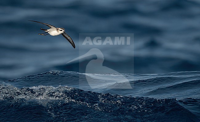 White-faced Storm-petrel  (Pelagodroma marina) at sea near Fogo, Cape Verde Islands stock-image by Agami/Eduard Sangster,