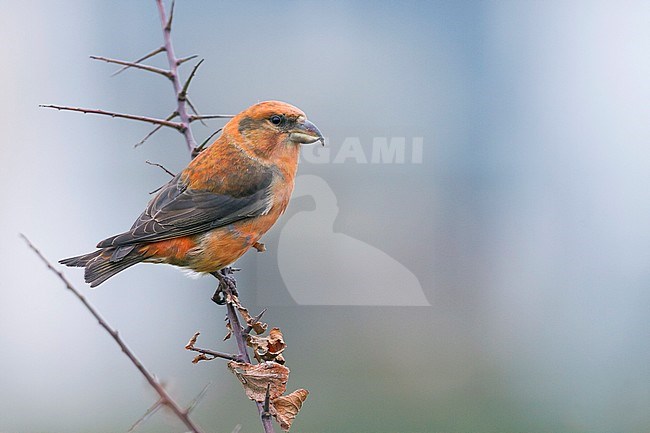 Common Crossbill - Fichtenkreuzschnabel - Loxia curvirostra ssp. curvirostra, Germany, adult male, Type C 'Glip Crossbill' stock-image by Agami/Ralph Martin,