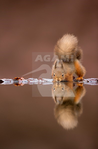 Eekhoorn drinkend, Red Squirrel drinking stock-image by Agami/Danny Green,