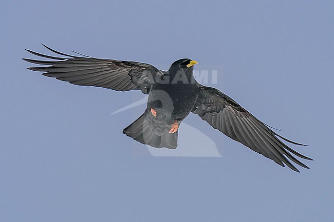 Alpine Chough (Pyrrhocorax graculus) flying aginst blue sky in swiss Alps. stock-image by Agami/Marcel Burkhardt,