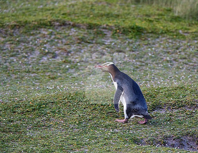 Yellow-eyed Penguin (Megadyptes antipodes), also known in Maori as Hoiho, on Enderby Island, part of the Auckland Islands, New Zealand. Walking on grass covered slope along the beach. stock-image by Agami/Marc Guyt,