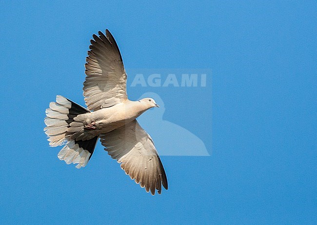 Eurasian Collared Dove (Streptopelia decaocto) on the Greek island of Lesvos. stock-image by Agami/Marc Guyt,